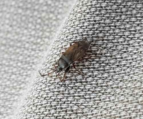 Megalonotus emarginatus